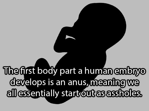 human behavior - The first body part a human embryo develops is an anus, meaning we all essentially startout as assholes.