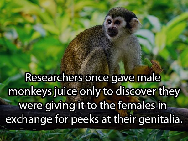 monkey on tree - Researchers once gave male monkeys juice only to discover they were giving it to the females in exchange for peeks at their genitalia.