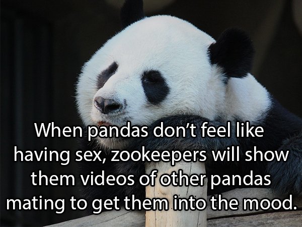 giant panda - When pandas don't feel having sex, zookeepers will show them videos of other pandas mating to get them into the mood.