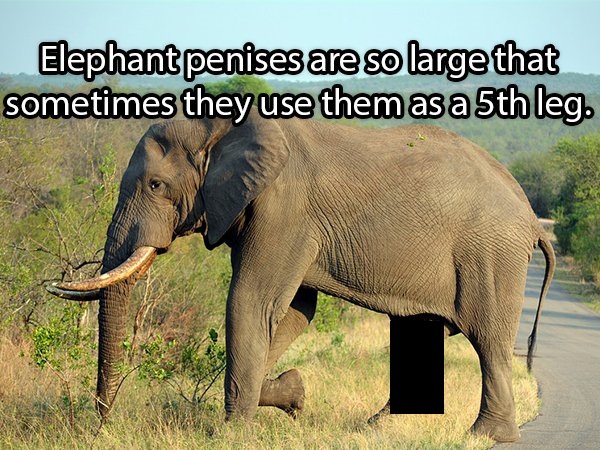 пенис на слон - Elephant penises are so large that sometimes they use them as a 5th leg.