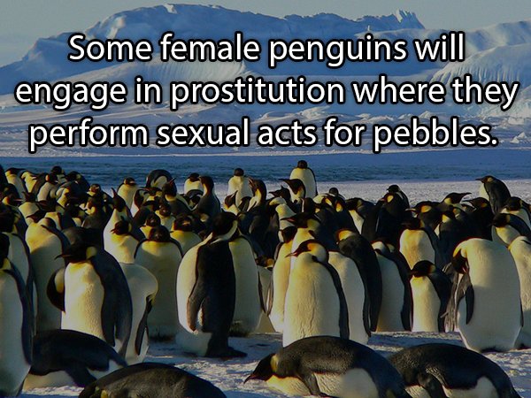 Penguin - Some female penguins will engage in prostitution where they perform sexual acts for pebbles.