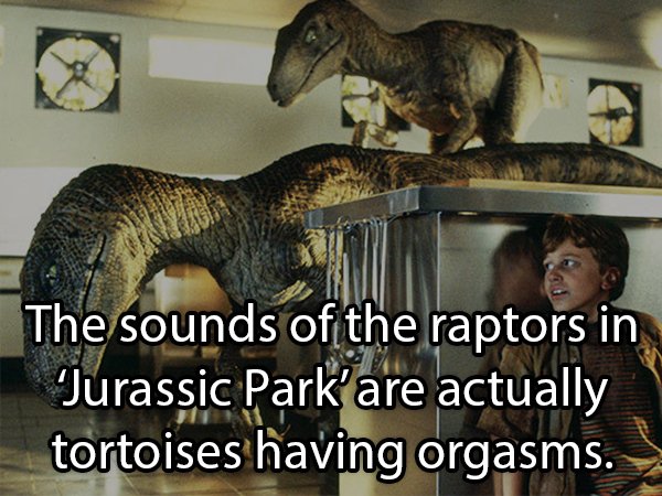 jurassic park kitchen - The sounds of the raptors in Jurassic Park'are actually tortoises having orgasms.