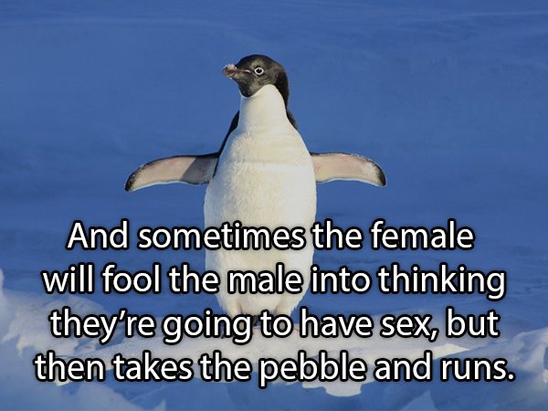 penguin - And sometimes the female will fool the male into thinking they're going to have sex, but then takes the pebble and runs.