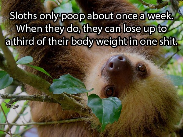 Sloths only poop about once a week. When they do, they can lose up to a third of their body weight in one shit.