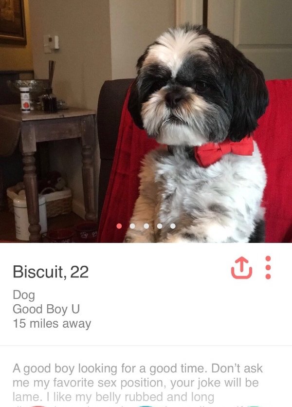 tinder- shih tzu - Biscuit, 22 Dog Good Boy U 15 miles away A good boy looking for a good time. Don't ask me my favorite sex position, your joke will be lame. I my belly rubbed and long