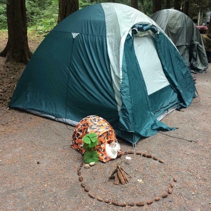 camping with cat meme