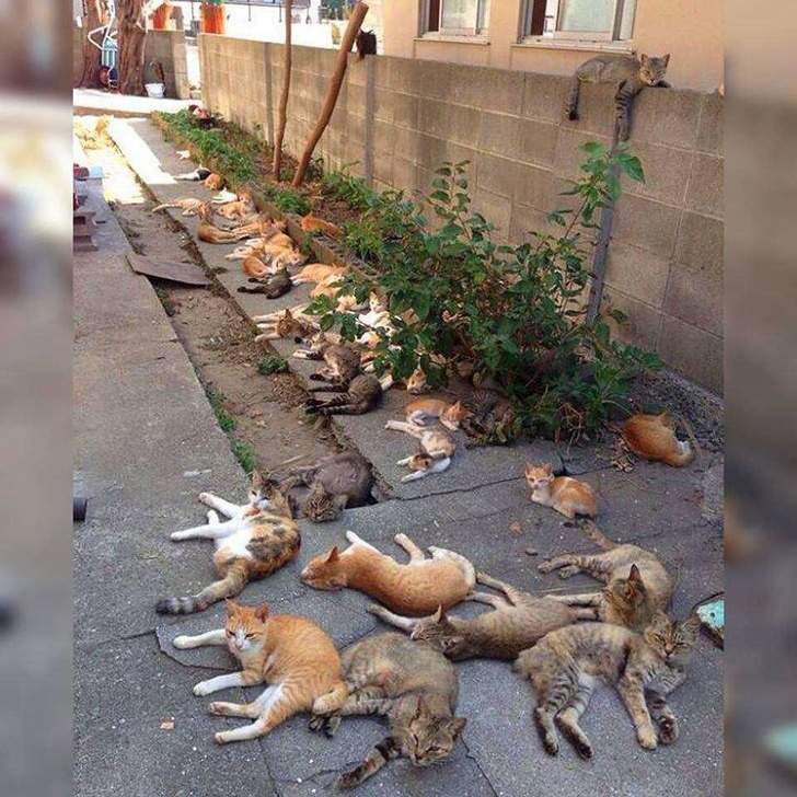 plant catnip they said