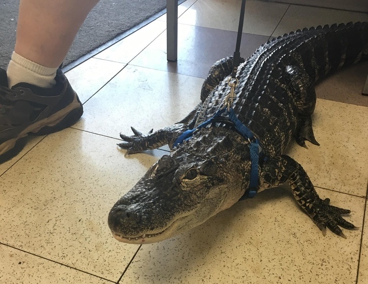 “Saw this cutie at the vet today!”