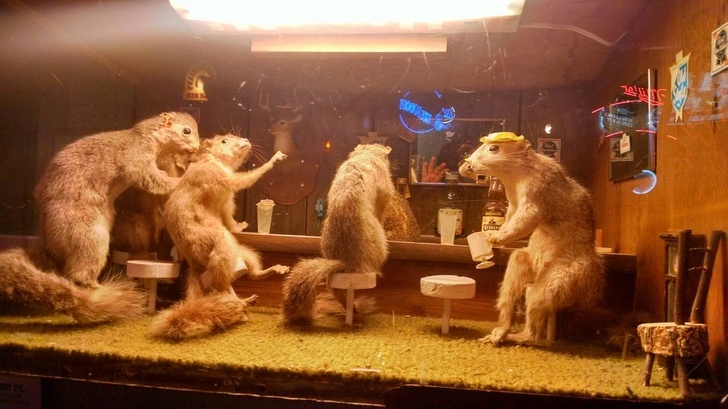 Crazy squirrel taxidermy