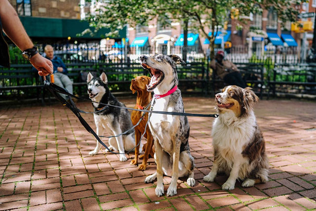 Want a good dog? Take them with you everywhere you go. There is a reason that dogs of street people are amazing, and cooped-up condo dogs are hyperactive spaz dogs.