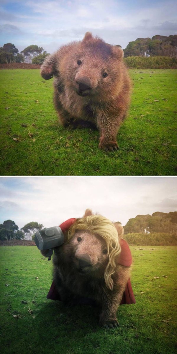 funny wombat