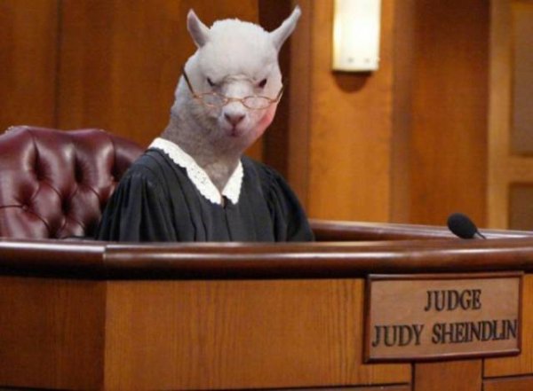 judge judy tv