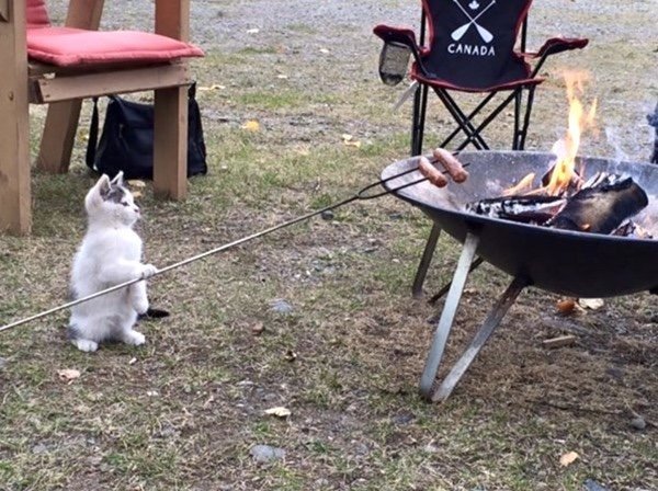 cat cooking lunch - Canada