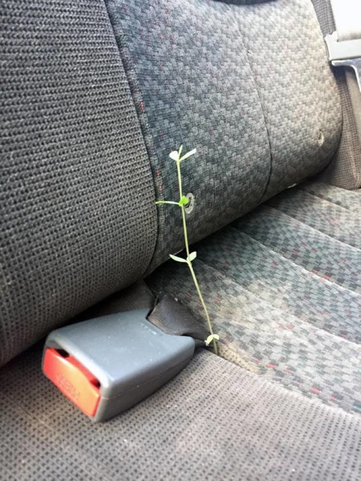 When this guy saw a planter growing in the backseat of his car, he didn’t know if it was exciting or creepy.