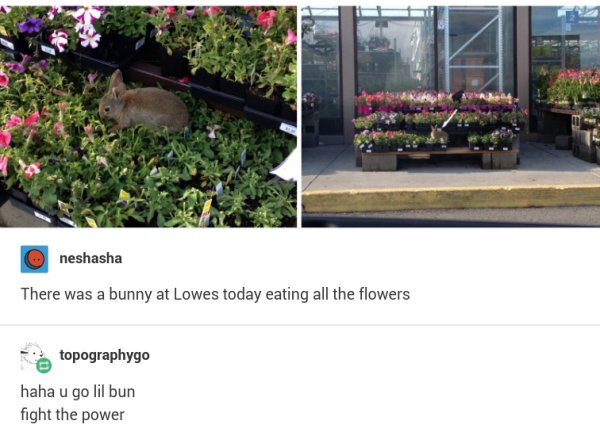 wholesome memes - wholesome meme of there was a bunny at lowes today eating all the flowers - neshasha There was a bunny at Lowes today eating all the flowers topographygo haha u go lil bun fight the power