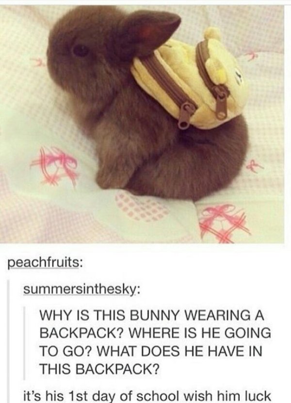 wholesome meme of bunny wearing a backpack - peachfruits summersinthesky Why Is This Bunny Wearing A Backpack? Where Is He Going To Go? What Does He Have In This Backpack? it's his 1st day of school wish him luck