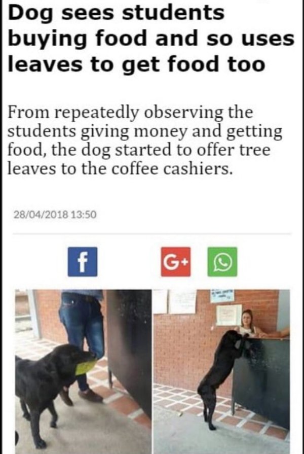 wholesome meme of dog uses leaves to get food - Dog sees students buying food and so uses leaves to get food too From repeatedly observing the students giving money and getting food, the dog started to offer tree leaves to the coffee cashiers. 28042018