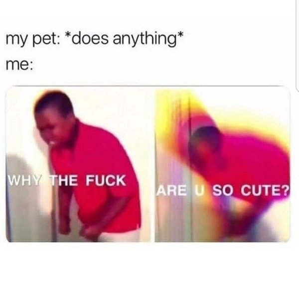 wholesome meme of my pet does anything meme - my pet does anything me Why The Fuck Are U So Cute?