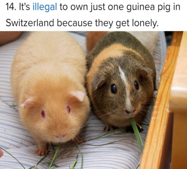 wholesome meme of guinea pig meaning in urdu - 14. It's illegal to own just one guinea pig in Switzerland because they get lonely.
