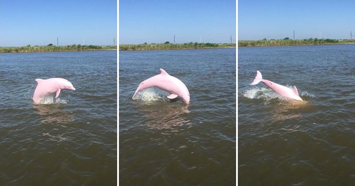 A stunning pink dolphin