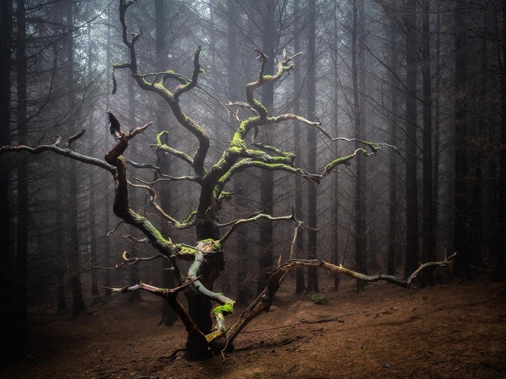 A lone tree that resembles those in horror movies