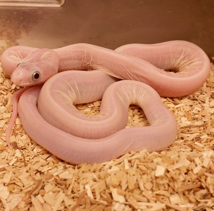 A skinless snake