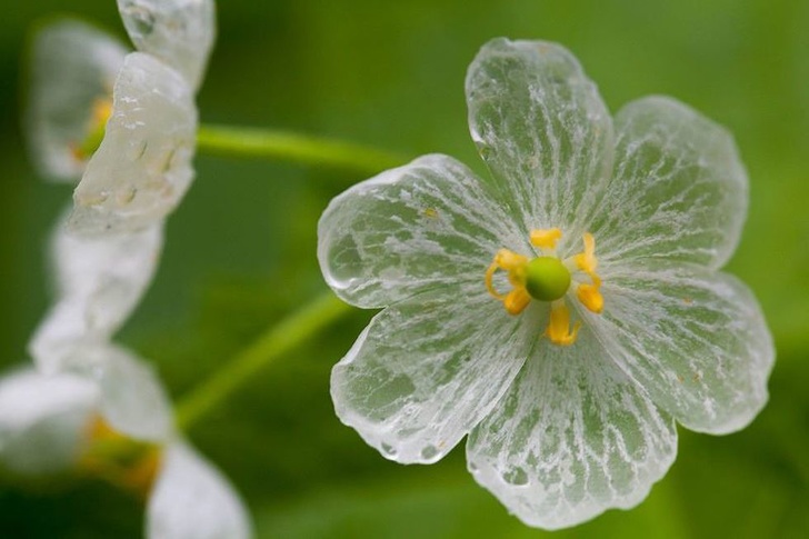 The Diphylleia grayi flower becomes transparent after being in contact with water.