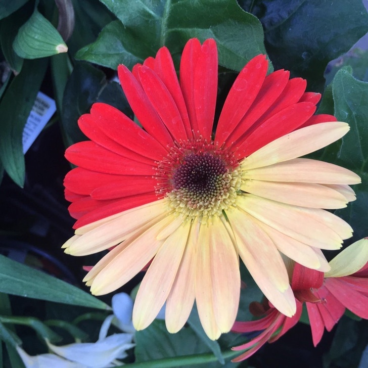 The symmetric coloring of this flower