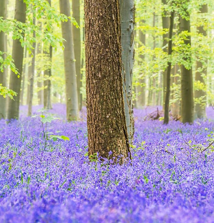 There’s a magical forest in Belgium where millions of bluebells bloom together once a year.