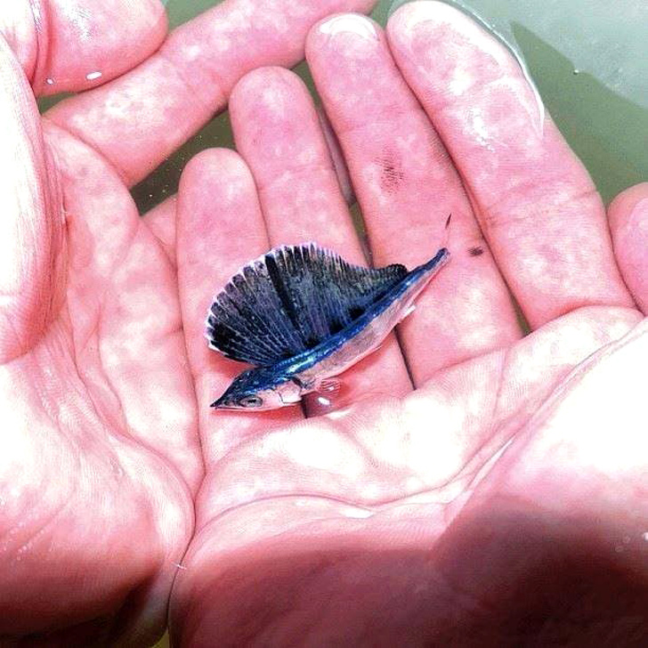 A baby blue marlin