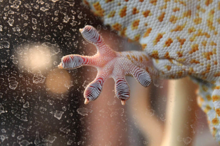 A gecko’s foot viewed from below