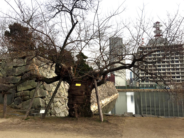 This tree survived the Hiroshima attack.