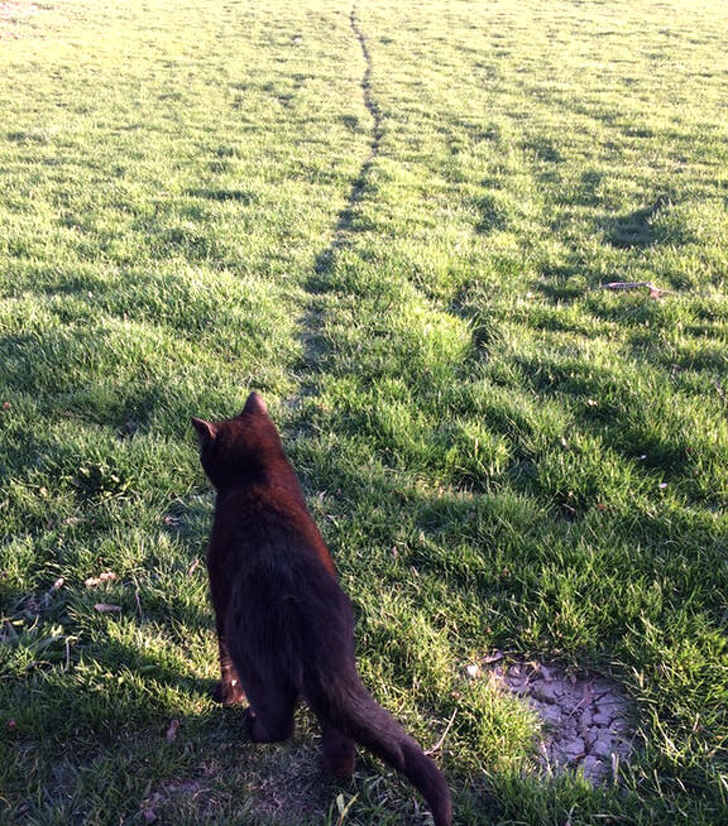 “The path my cat takes across the lawn everyday”