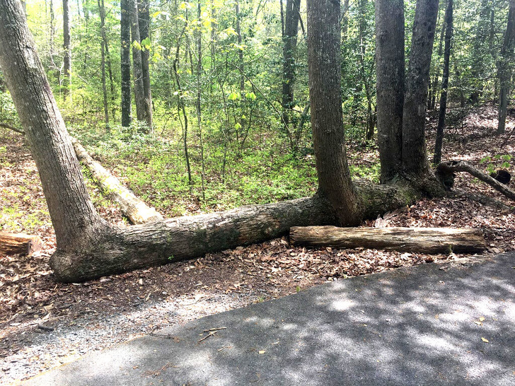 This fallen tree kept growing in 4 spots.