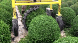 This is how they make ball-shaped bushes.
