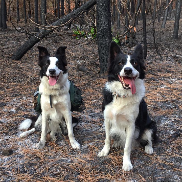 Three border collies have been trained to run around a Chilean forest devastated by wildfire while wearing special backpacks that release native plant seeds