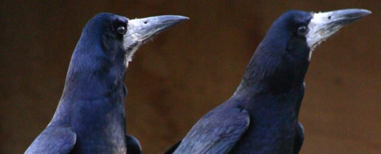 Crows are one of the smartest non-primate animals on earth, with the intelligence of a 7-year-old human. They use and manipulate tools, they have long-term memory including facial recognition, and they understand analogy