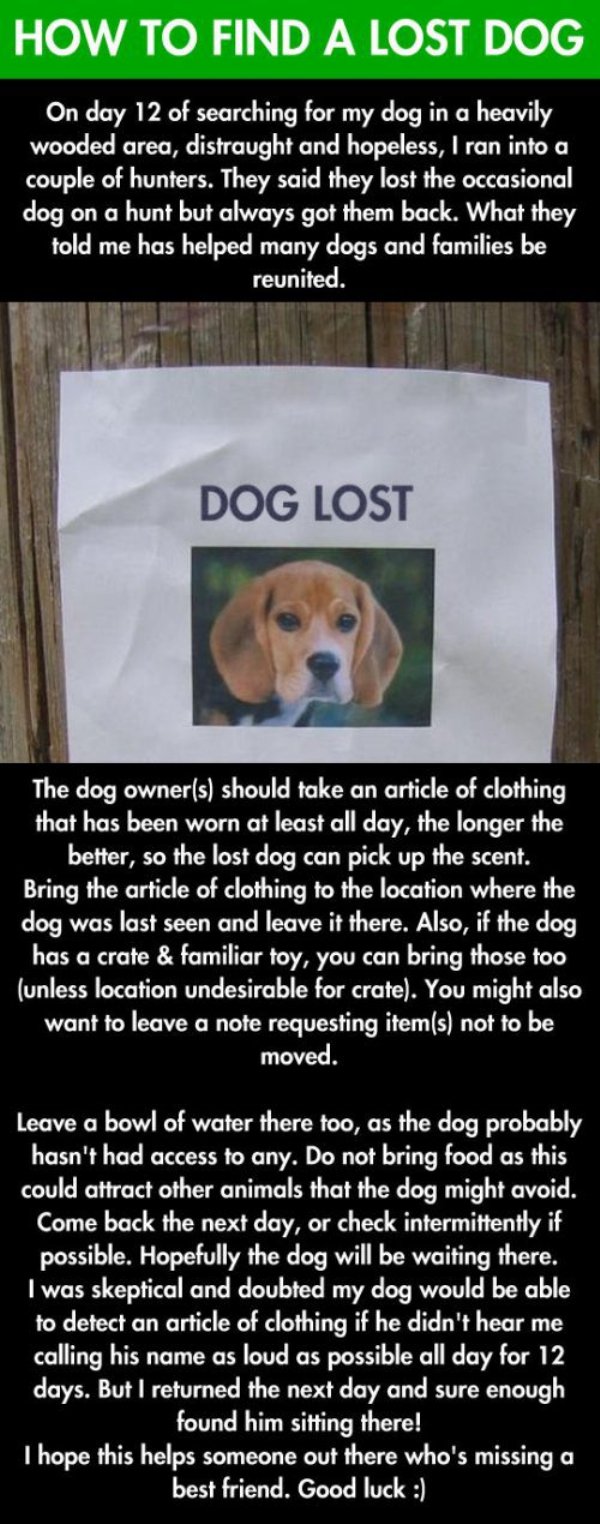 find your lost dog - How To Find A Lost Dog On day 12 of searching for my dog in a heavily wooded area, distraught and hopeless, I ran into a couple of hunters. They said they lost the occasional dog on a hunt but always got them back. What they told me h