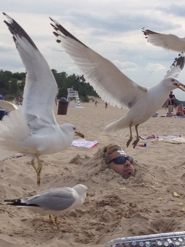 bad luck guy buried in sand with seagull poop