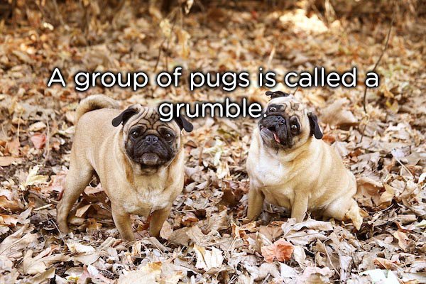 fall pug - A group of pugs is called a grumble.co