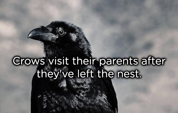 raven bird - Crows visit their parents after they've left the nest.