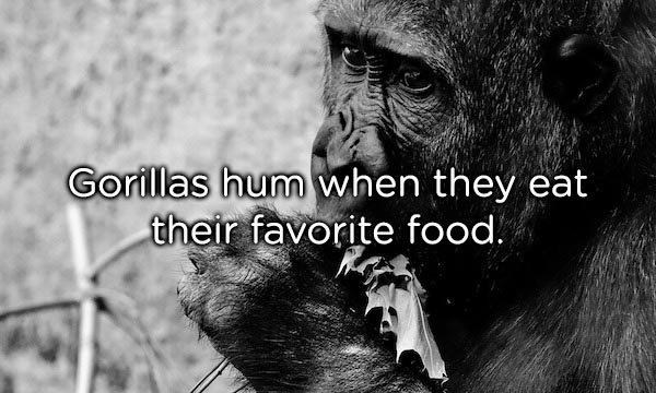 Gorillas hum when they eat their favorite food.