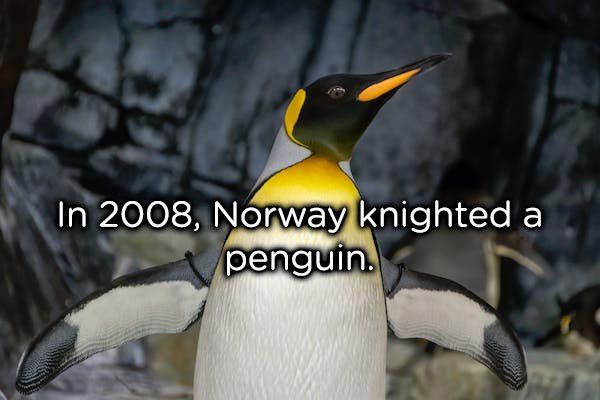 penguin wings - In 2008, Norway knighted a penguin.