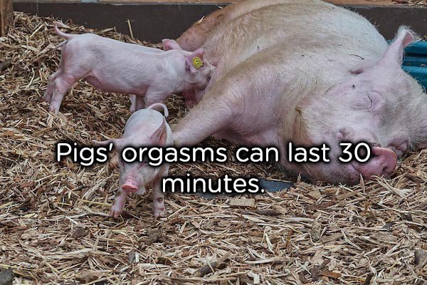 Domestic pig - Sae Pigs' orgasms can last 30 minutes.
