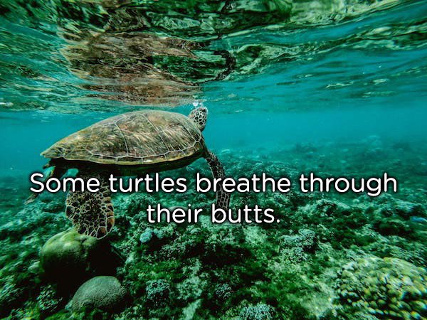 perhentian islands - Some turtles breathe through their butts.