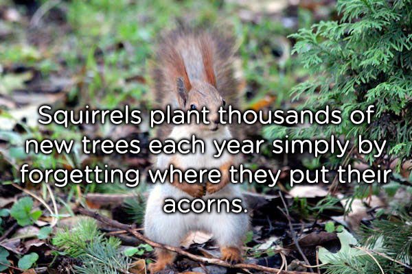 red squirrel - Squirrels plant thousands of new trees each year simply by _forgetting where they put their acorns.