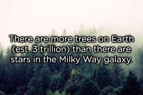 tree - There are more trees on Earth est. 3 trillion than there are stars in the Milky Way galaxy.