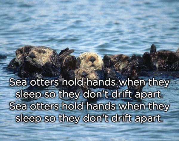 wholesome facts - Sea otters hold hands when they sleep so they don't drift apart. Sea otters hold hands when they sleep so they don't drift apart.
