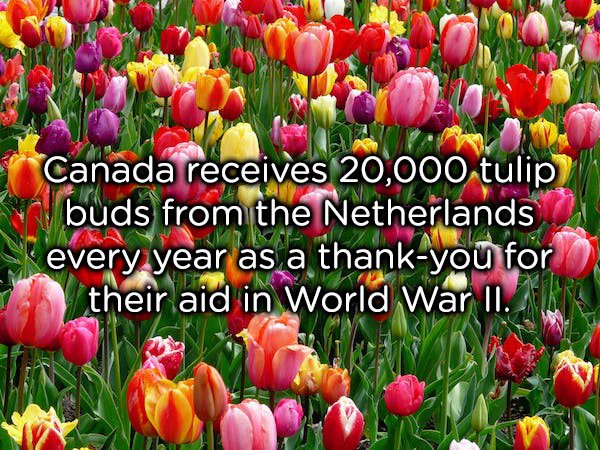 Canada receives 20,000 tulip v buds from the Netherlands every year as a thank you for their aid in World War Ii.