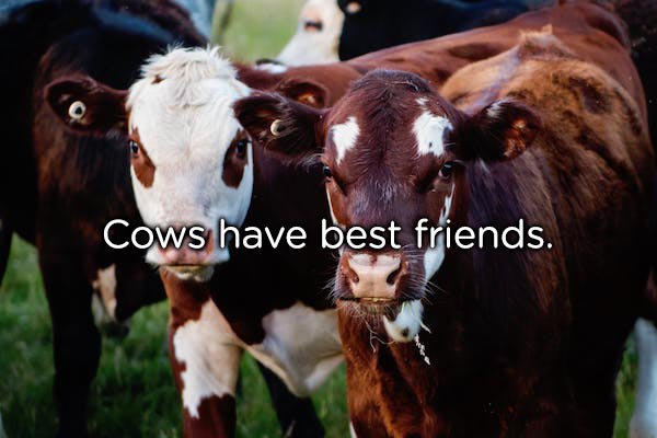 Cows have best friends.